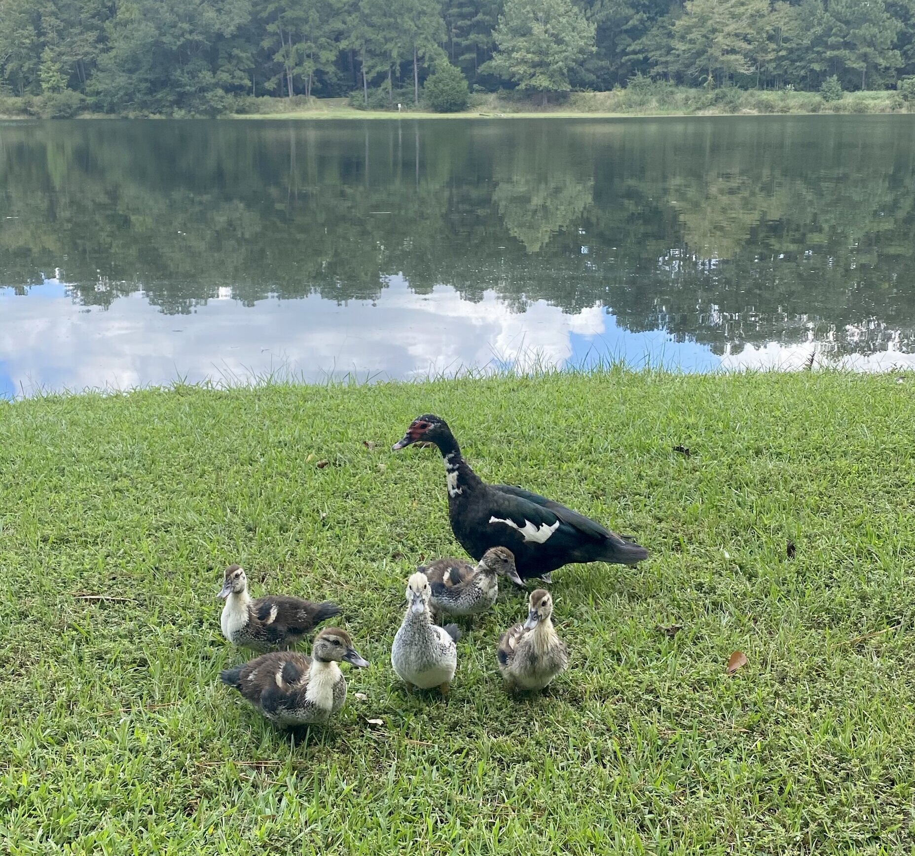 Mama duck and 5 ducklings