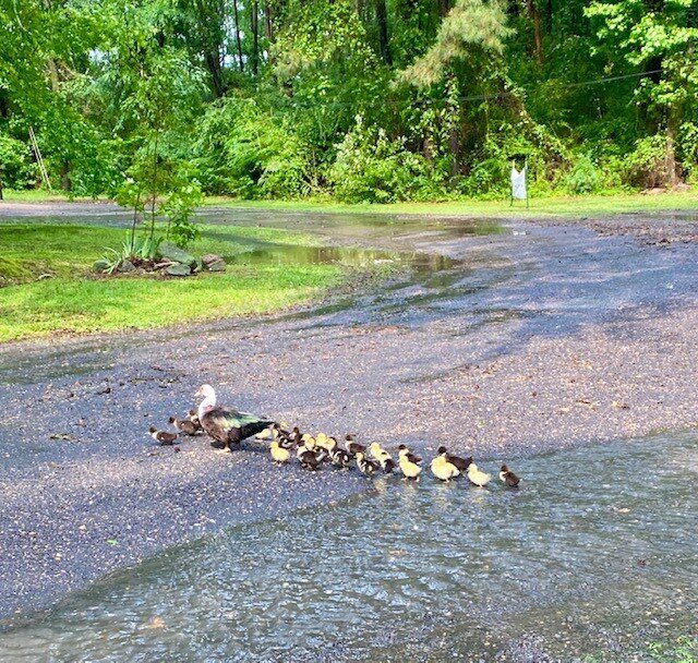 Mama duck and 5 ducklings