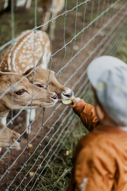 Boy with deer